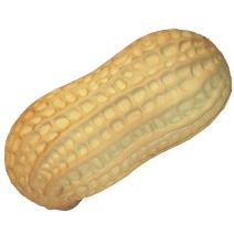 Monkey Nut (peanut) Stress Shape