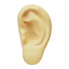 Ear Stress Shape