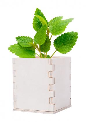 mint herb pot