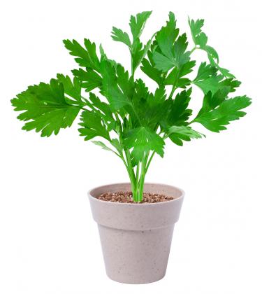 herb pot set