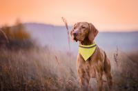 reflective dog's collar