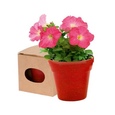 Flower pot, 5-8 petunia seeds and soil