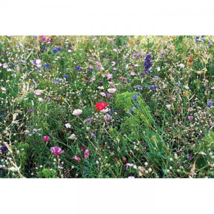 Seedlopebee - Flowers Mix Seeds In Envelope