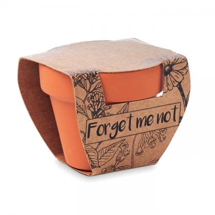 Forget Me Not - Terracotta Pot 'Forget Me Not'
