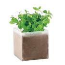 Mint - Compost With Seeds Mint