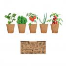 Salad - Salad Growing Kit