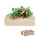 Strawberry - Strawberry Kit In Wooden Crate