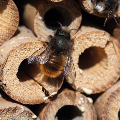 Wooden Insect Hotel