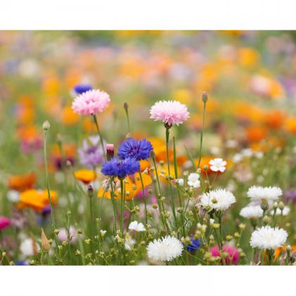 Asidi - A4 Wildflower Seed Paper Sheet