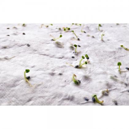 Aside - A5 Wildflower Seed Paper Sheet