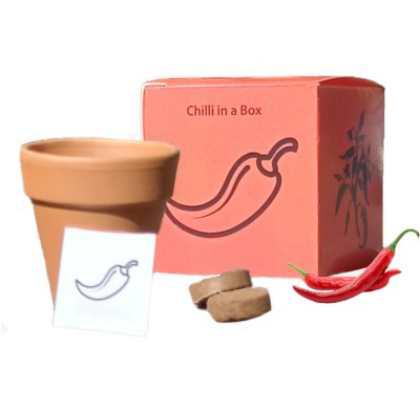 Chilli in a Box