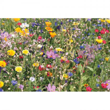 Flomix - Mix Flowerseeds Disc