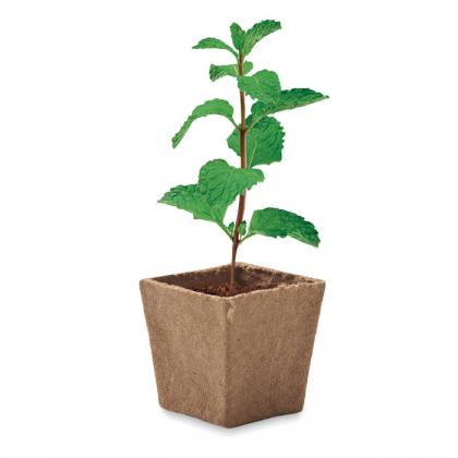 Mint Kit - Mint Seeds Growing Kit