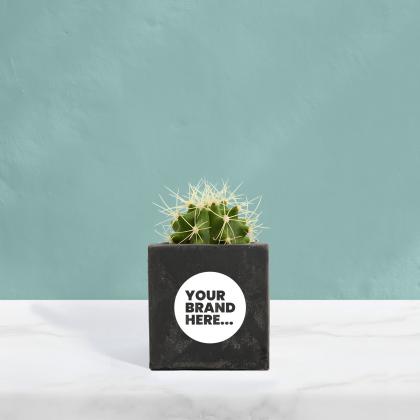 Cactus in Black Concrete Pot