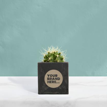 Cactus in Black Concrete Pot
