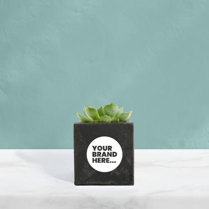 Succulent in Black Concrete Pot