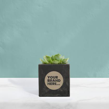 Succulent in Black Concrete Pot