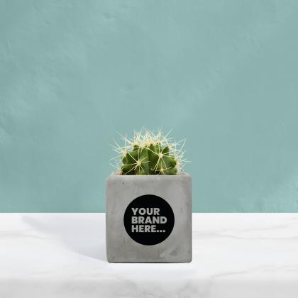 Cactus in Grey Concrete Pot
