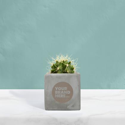 Cactus in Grey Concrete Pot