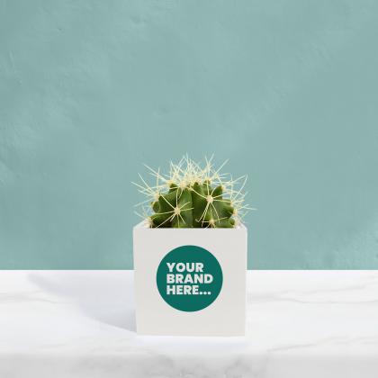 Cactus in White Aluminium Pot