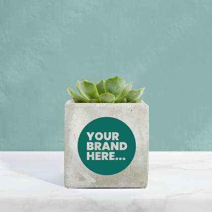 Succulent in Marble Concrete Pot