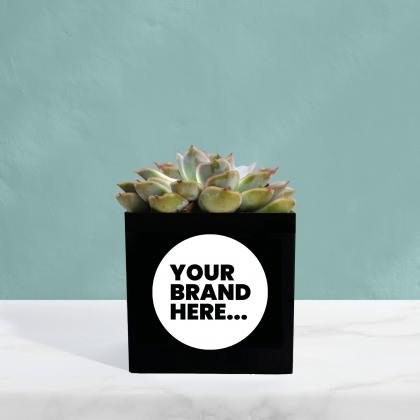 Succulent in Black Aluminium Pot
