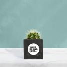 Cactus in Black Concrete Pot