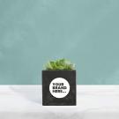 Succulent in Black Concrete Pot