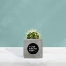 Cactus in Grey Concrete Pot