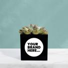 Succulent in Black Aluminium Pot