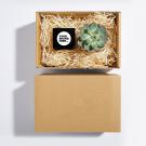 Candle and Plant Hamper in a Plain Box