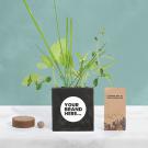 Grow Kit in Black Concrete Pot
