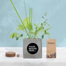 Grow Kit in Grey Concrete Pot