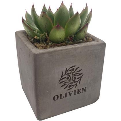 Concrete Succulent E1511803