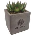 Concrete Succulent E1511803