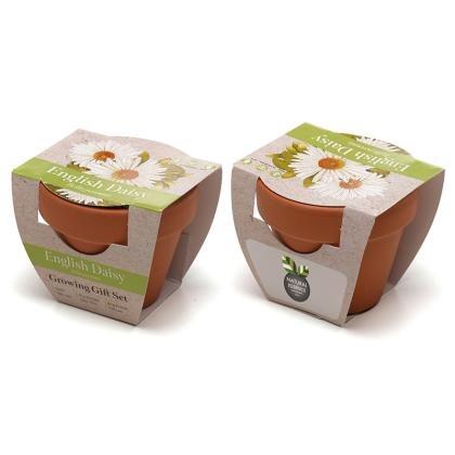 Standard Growing Gift with Mini Terracotta Pot (25731)