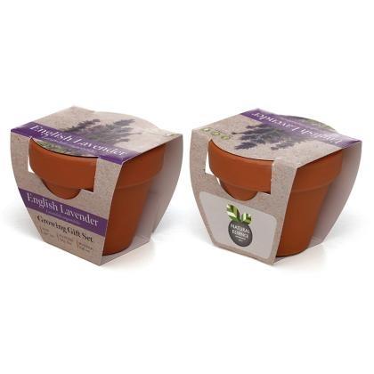 Standard Growing Gift with Mini Terracotta Pot (25731)