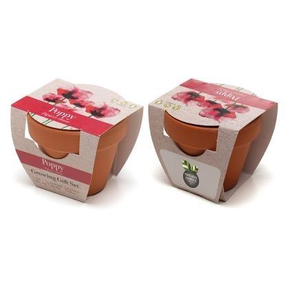 Standard Growing Gift with Mini Terracotta Pot (25731)