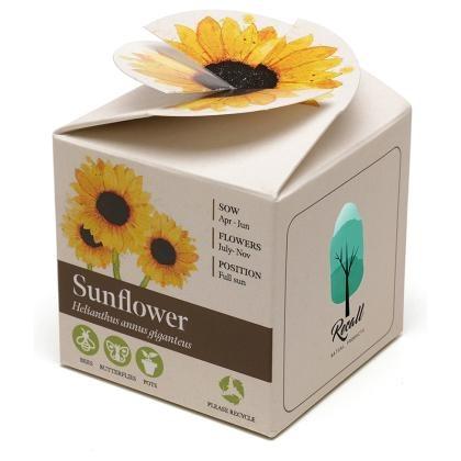 Mini Box Seed Kit (25735)