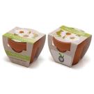 Standard Growing Gift with Mini Terracotta Pot (25731)