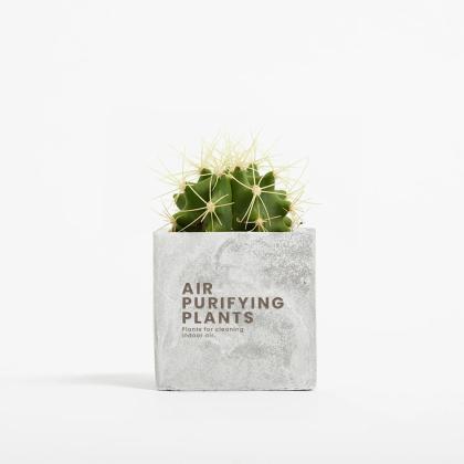 Plant In 6cm Concrete Pot - Marble