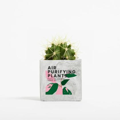 Plant In 6cm Concrete Pot - Marble