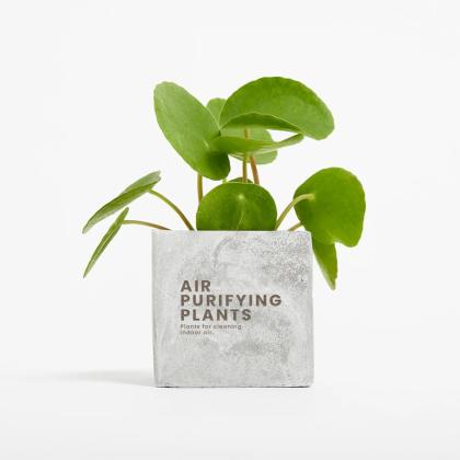 Plant In 6cm Concrete Pot - Marble