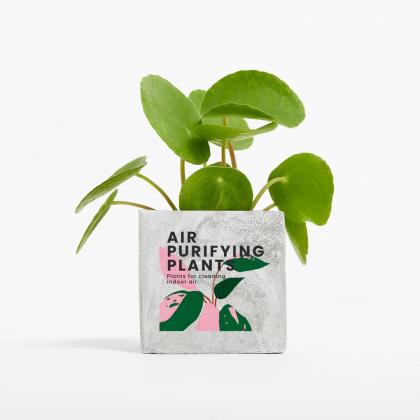 Plant In 6cm Concrete Pot - Marble