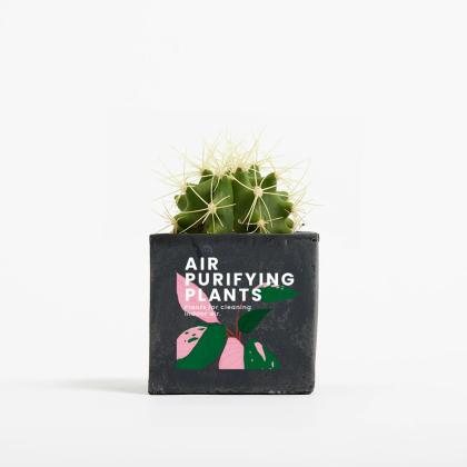 Plant In 6cm Concrete Pot - Black Plant In 6cm Concrete Pot - Black