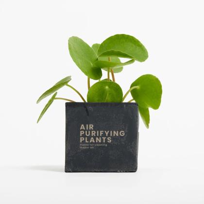 Plant In 6cm Concrete Pot - Black Plant In 6cm Concrete Pot - Black