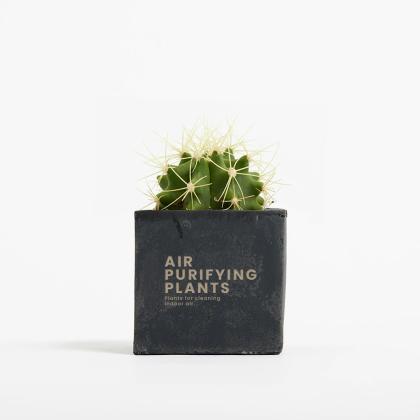 Plant In 6cm Concrete Pot - Black