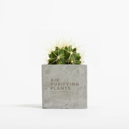 Plant In 6cm Concrete Pot - Grey