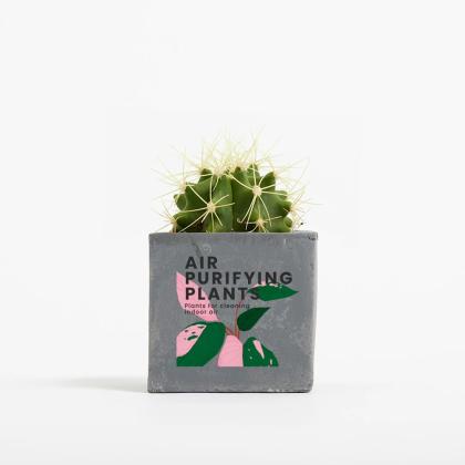 Plant In 6cm Concrete Pot - Grey