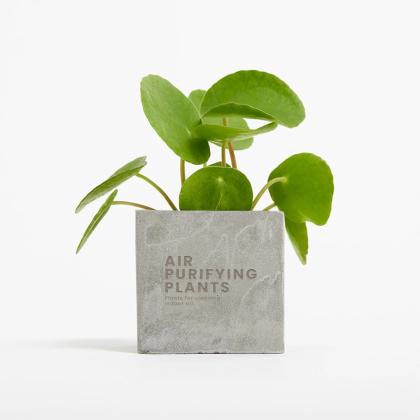 Plant In 6cm Concrete Pot - Grey